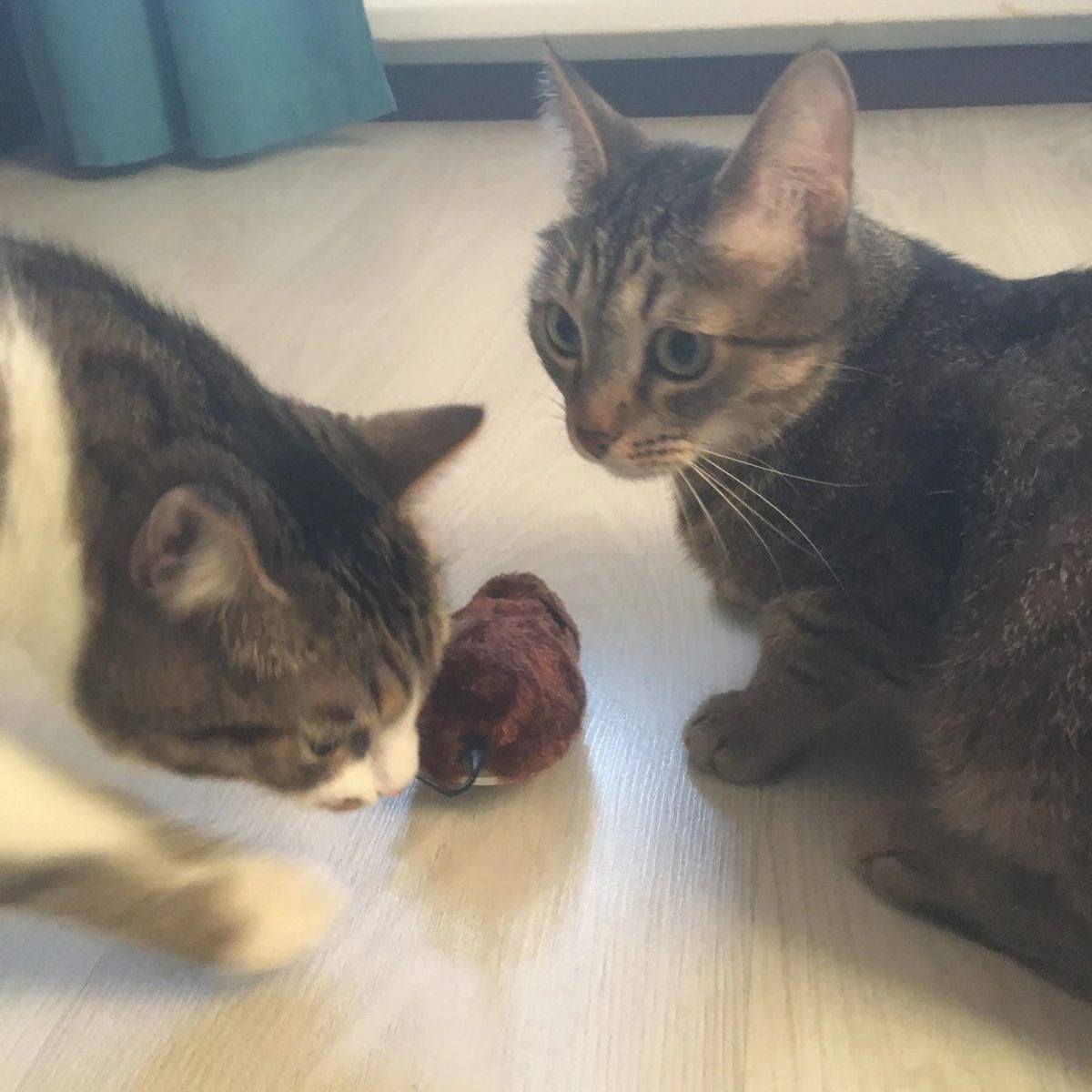 miorashop® Kurmalı Kedi Eğitim Oyuncağı Tüylü Peluş Fare Yakalama İnteraktif Sevimli Eğlenceli Oyuncak