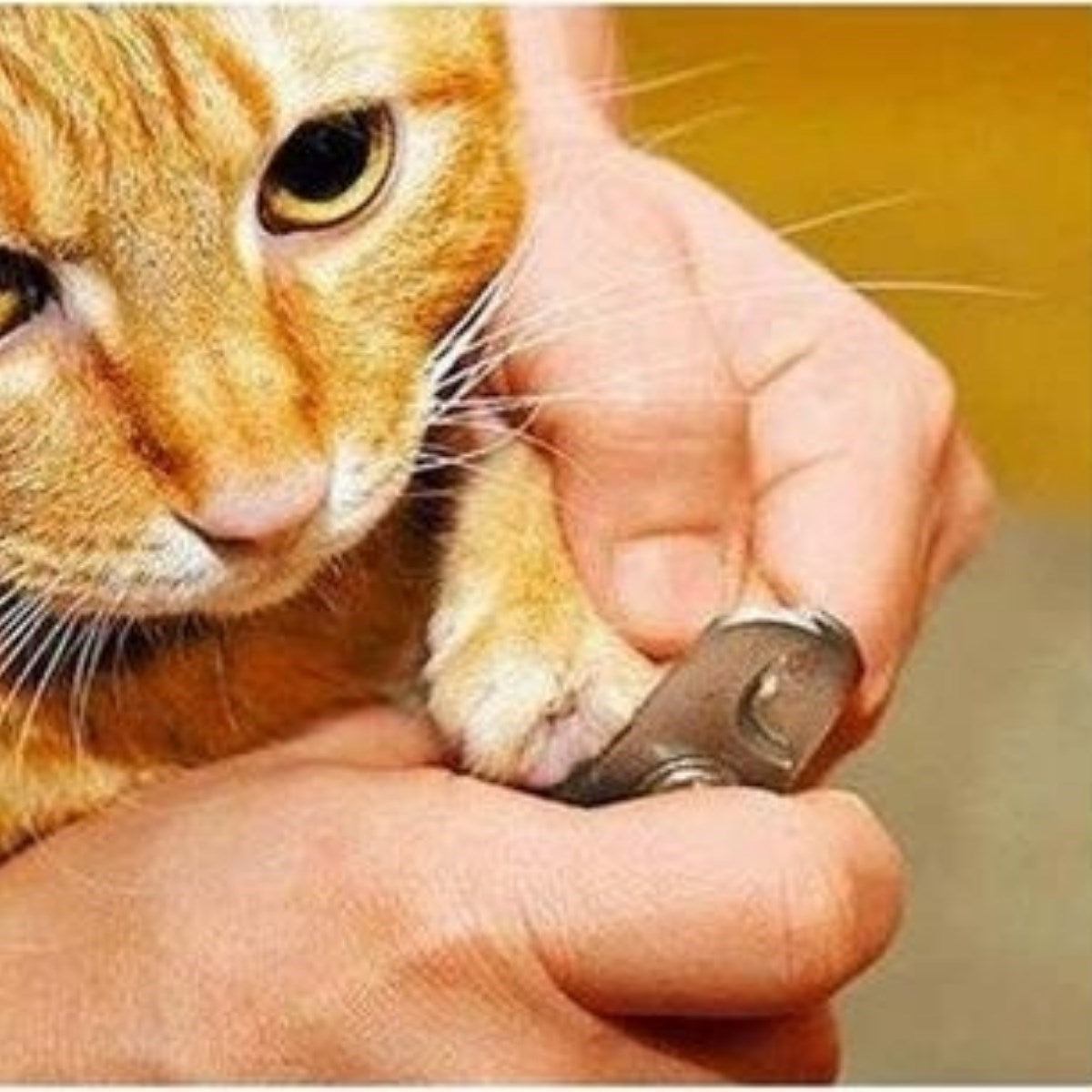 miorashop® Evcil Hayvan Tırnak Makası Ve Törpü Seti Manikür Pedikür Pati Bakım Aleti Kaymaz Sap